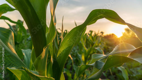 Vászonkép corn and sun close up