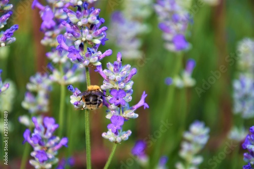 bumblebee with nectar on lavender flowers © lisica1