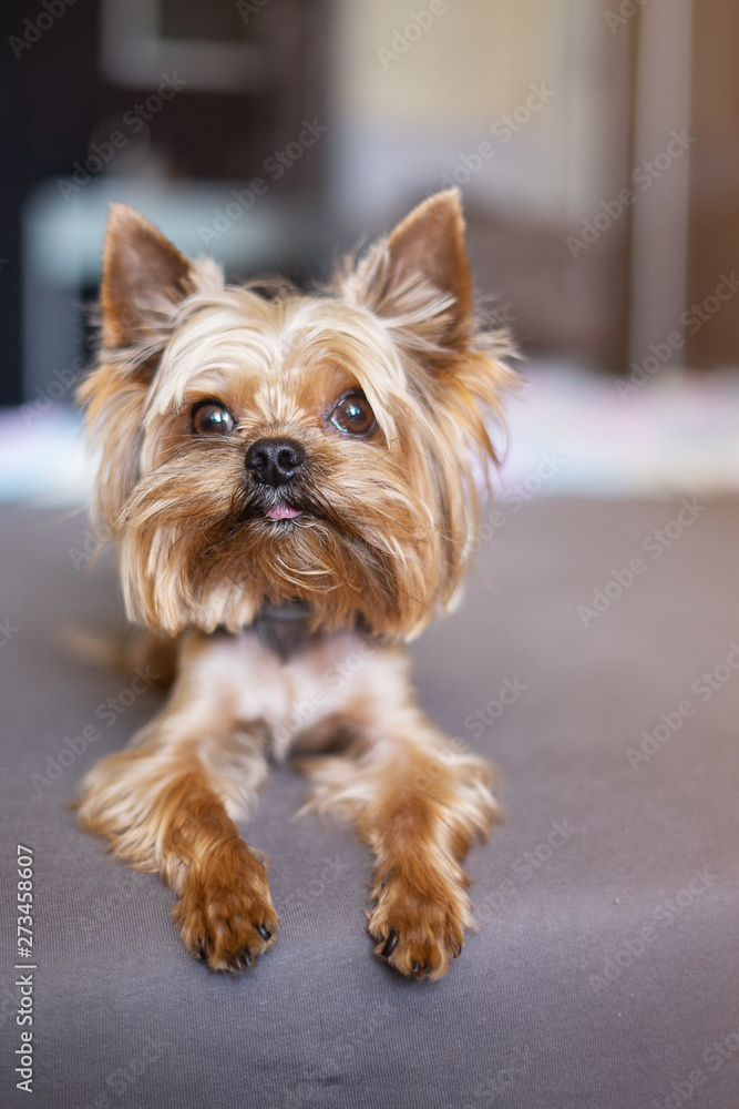 Yorkshire terrier dog on the bed