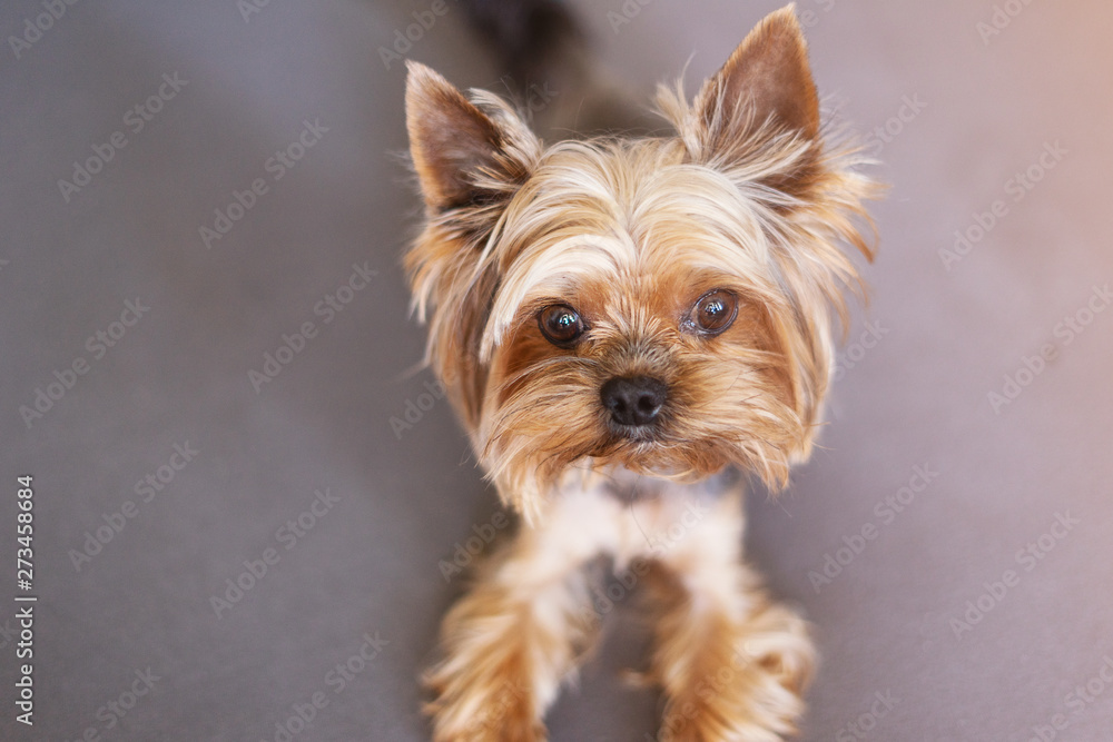 Yorkshire terrier dog on the bed