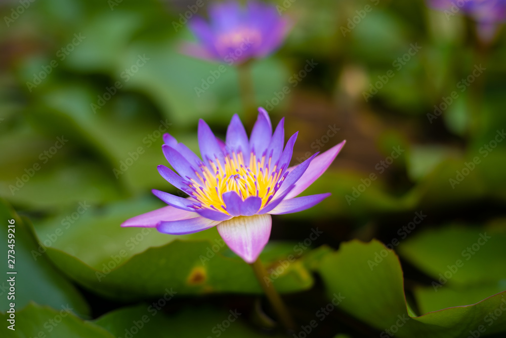 Close up purple lotus flower blooming with yellow pollen and green leaves in pond. Aquatic plant for garden decoration and in buddhism. Close up purple lotus flower blooming with yellow pollen and green leaves in pond. Aquatic plant for garden decoration and in buddhism.
