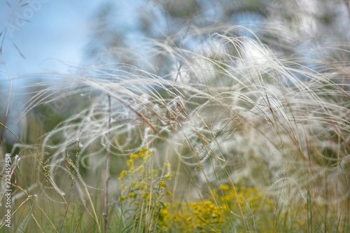 Delicate feather grass in the steppe. Close-ups