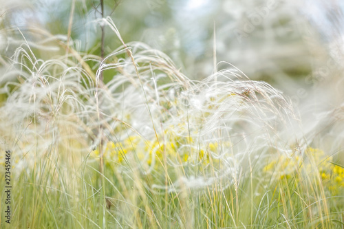 Delicate feather grass in the steppe. Close-ups