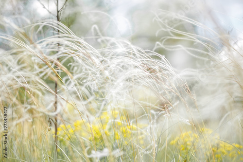 Delicate feather grass in the steppe. Close-ups