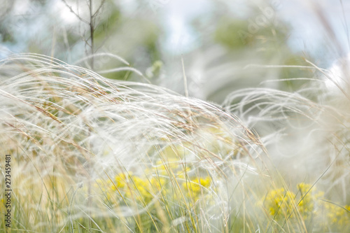 Delicate feather grass in the steppe. Close-ups