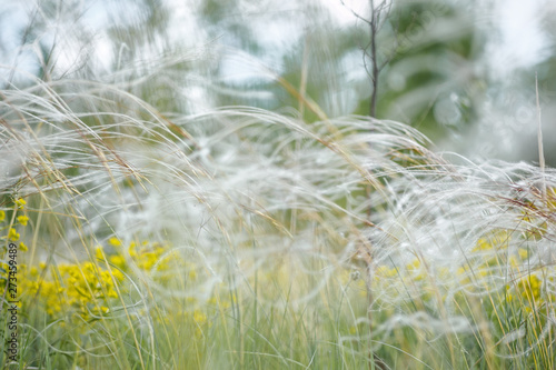 Delicate feather grass in the steppe. Close-ups