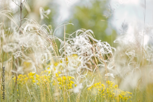 Delicate feather grass in the steppe. Close-ups
