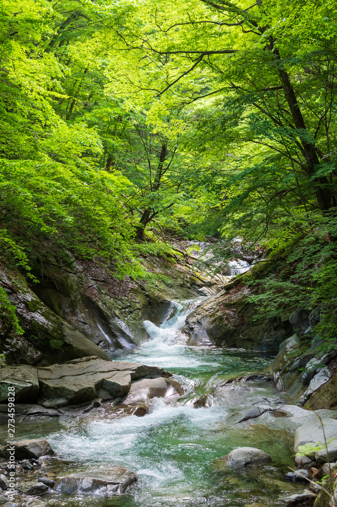 新緑の西沢渓谷