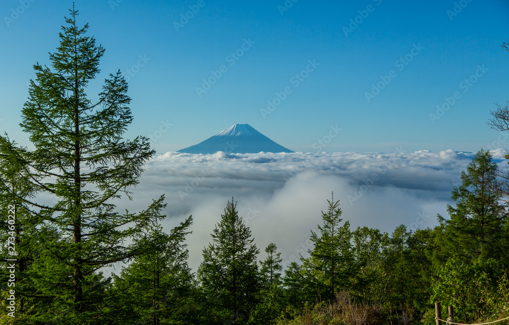 Naklejka premium 夜明けの甘利山からレンゲつつじと富士山