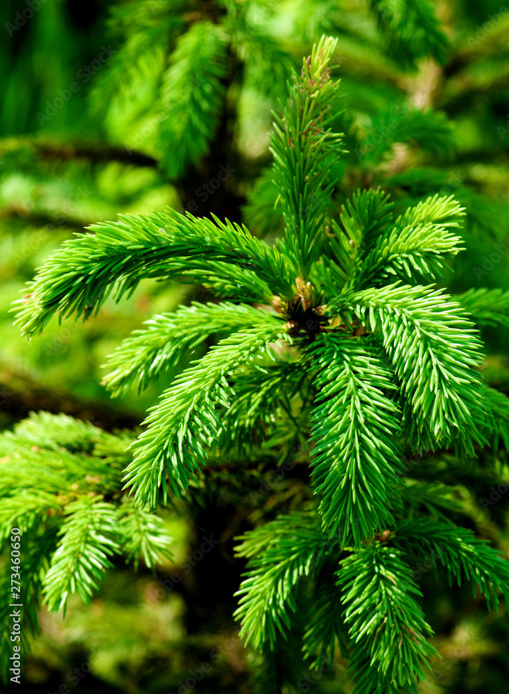 Young Spruce Shoots Young Spruce Shoots