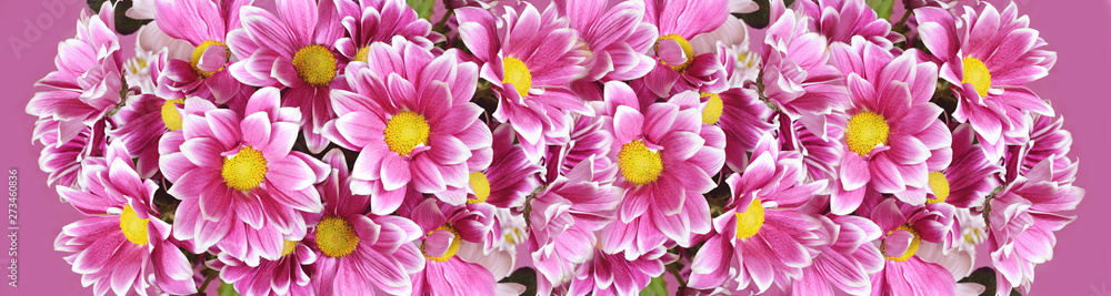 Pink chrysanthemum flowers