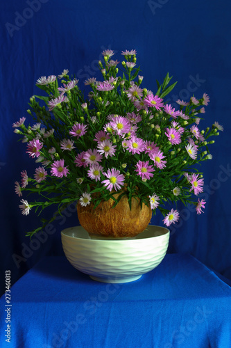 Aster amellus flower and fruit - Picture