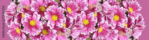 Pink chrysanthemum flowers