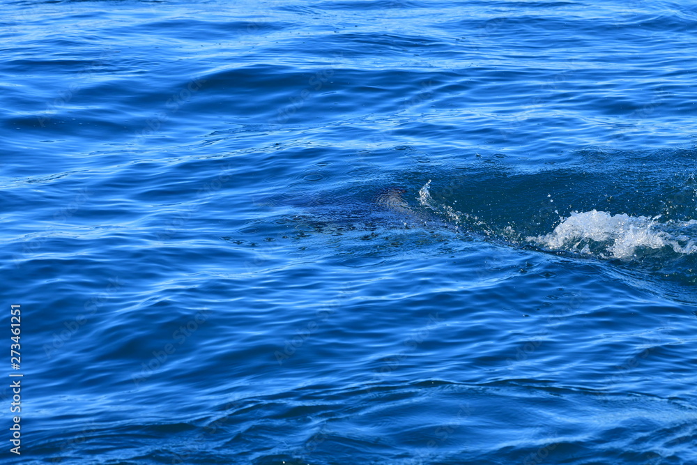 Obraz premium ドルフィンウォッチング