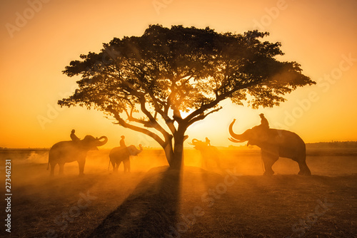 Silhouette elephant on the backgrSilhouette elephant on the background of sunset,elephant thai in surin thailandund of sunset,elephant thai in surin thailand