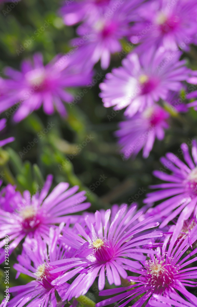 flowers in the garden flowers in the garden