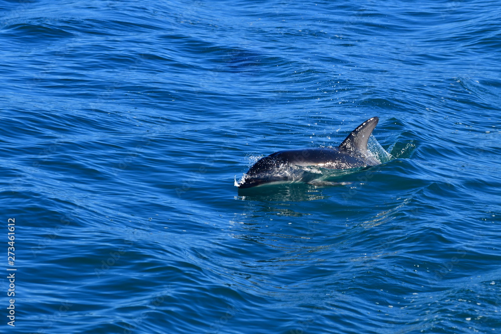 Fototapeta premium ドルフィンウォッチング