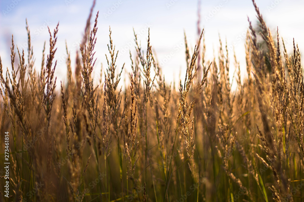 Golden wheat grows in the field in the bright sun. Beautiful yellow rye against the Sunny sky Golden wheat grows in the field in the bright sun. Beautiful yellow rye against the Sunny sky