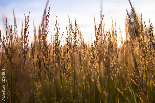 Golden wheat grows in the field in the bright sun. Beautiful yellow rye against the Sunny sky