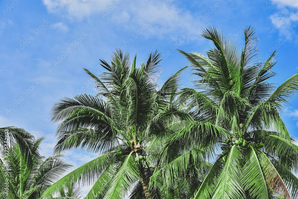 Palm trees against blue sky. abstract beautiful tropical background. copy space for text