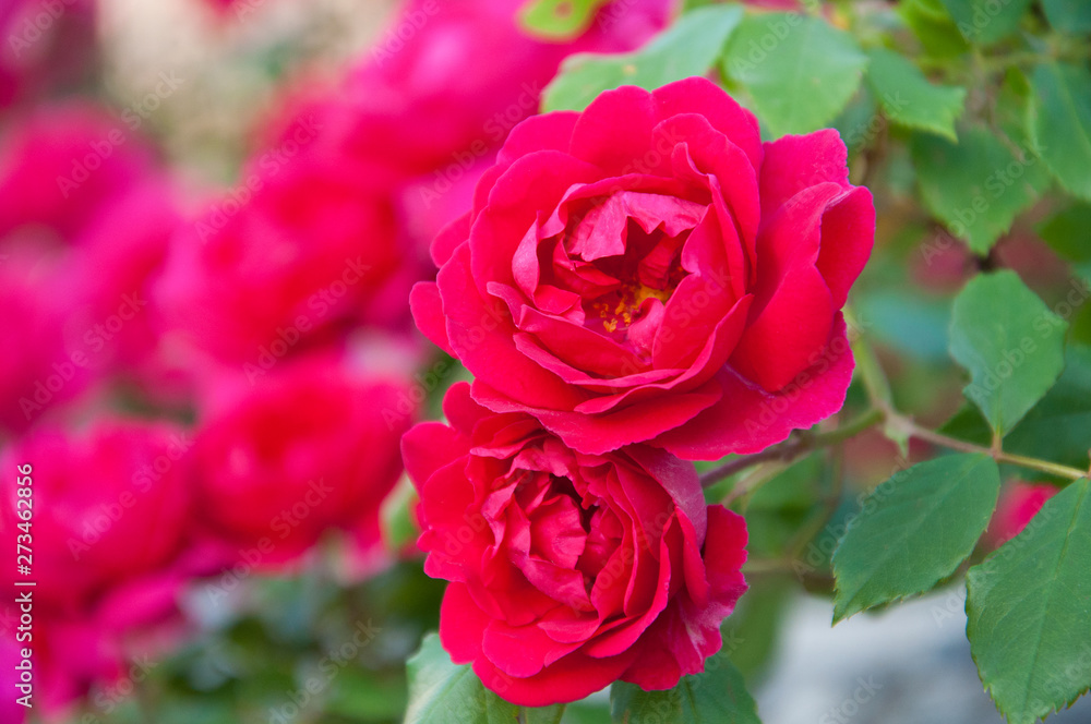 red roses grow on a background of green leaves in summer red roses grow on a background of green leaves in summer