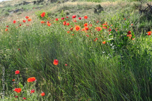 Champ de céréales vertes avec coquelicots rouges