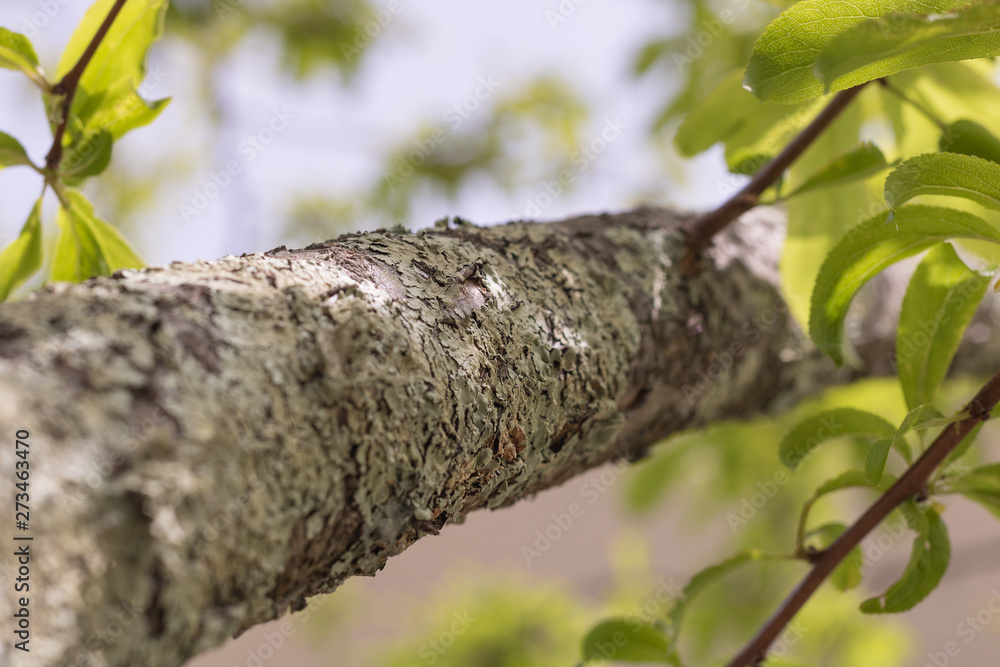 branch of a plum tree, covered with foliose lichen, growing on the bark. view up to the tree top with green leaves and the clear blue sky on a sunny day. selective focus branch of a plum tree, covered with foliose lichen, growing on the bark. view up to the tree top with green leaves and the clear blue sky on a sunny day. selective focus