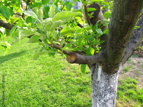 Live cuttings at grafting apple tree in cleft with growing leaves and label with the name of apple cultivar.