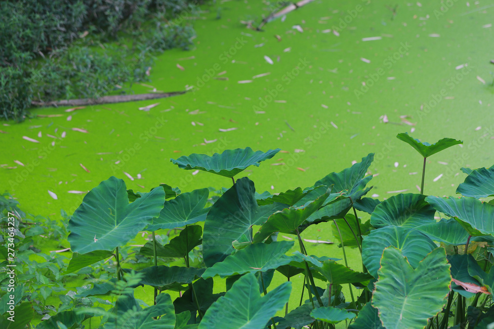 water lily in the pond water lily in the pond