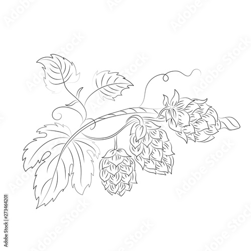 Sketch of hop cone on white background. Vector