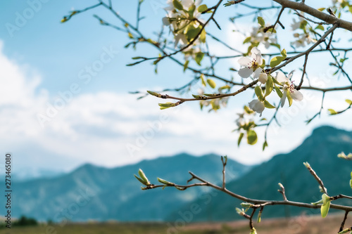 Blooming branches of the apple tree against the sky and mountains