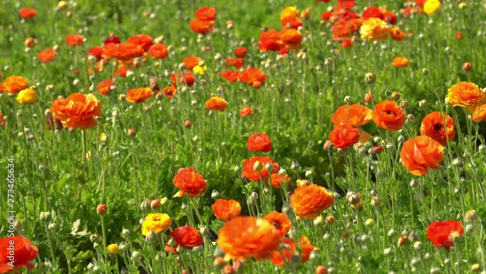 Persian Buttercup Flowes Orange Ranunculus Asiaticus Persian Buttercup Flowes Orange Ranunculus Asiaticus