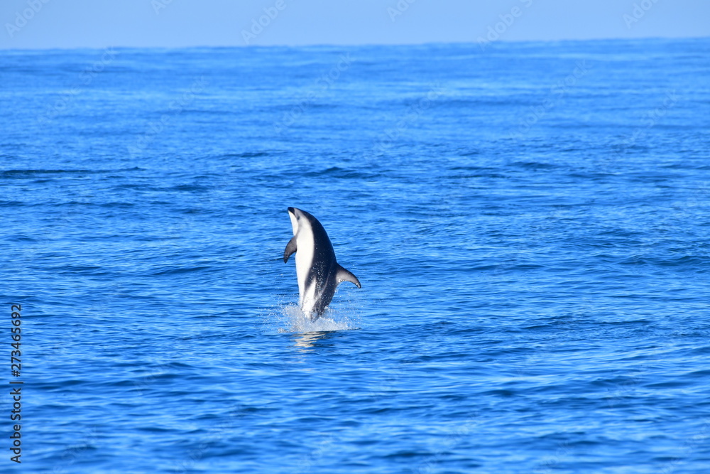 Fototapeta premium ドルフィンウォッチング