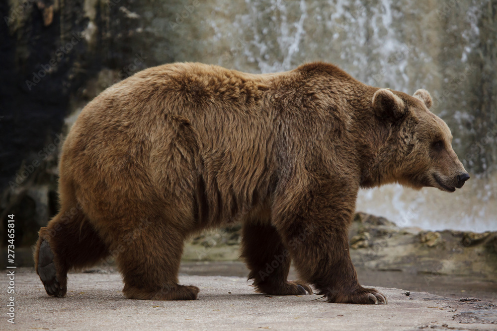 Brown bear (Ursus arctos). - obrazy, fototapety, plakaty 