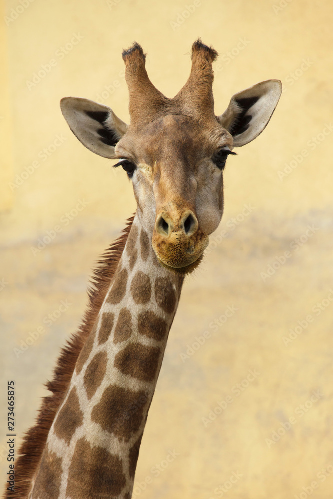 Angolan giraffe (Giraffa camelopardalis angolensis)