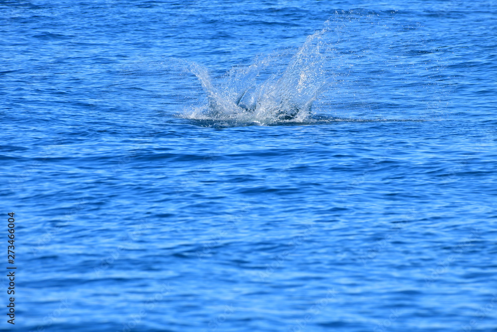 Fototapeta premium ドルフィンウォッチング