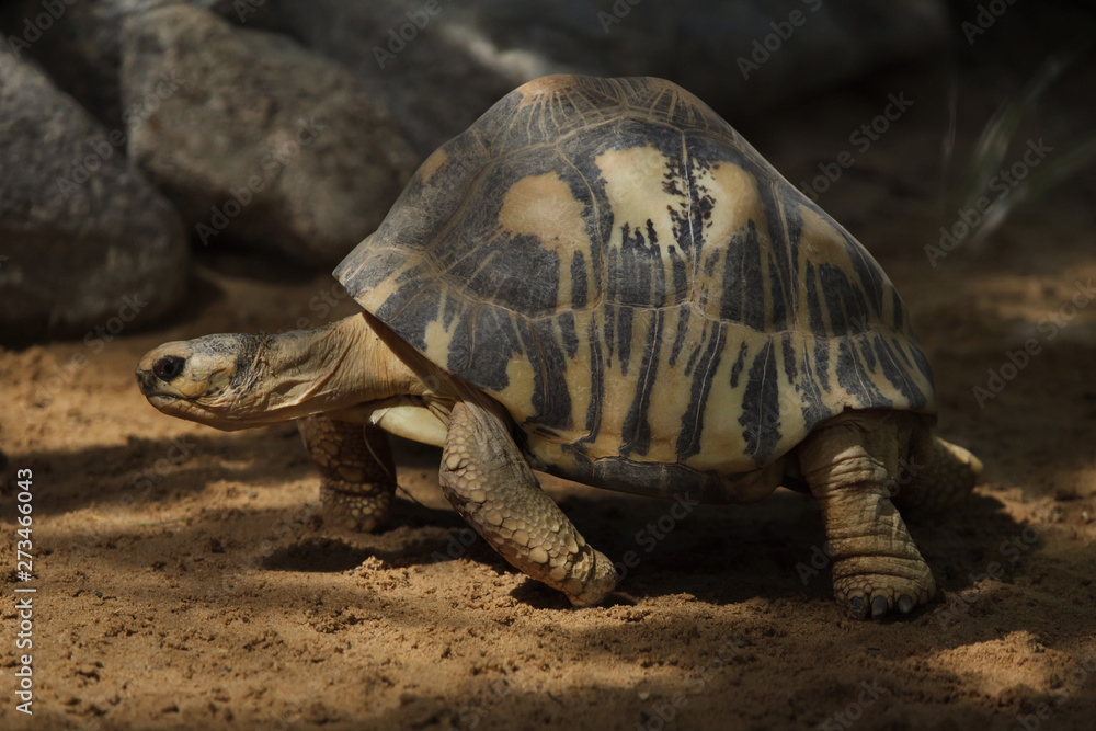 Fototapeta premium Radiated tortoise (Astrochelys radiata).
