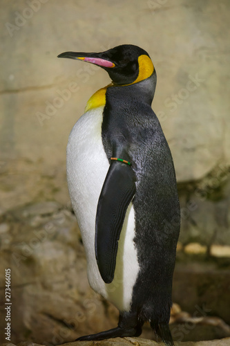 King penguin  Aptenodytes patagonicus .