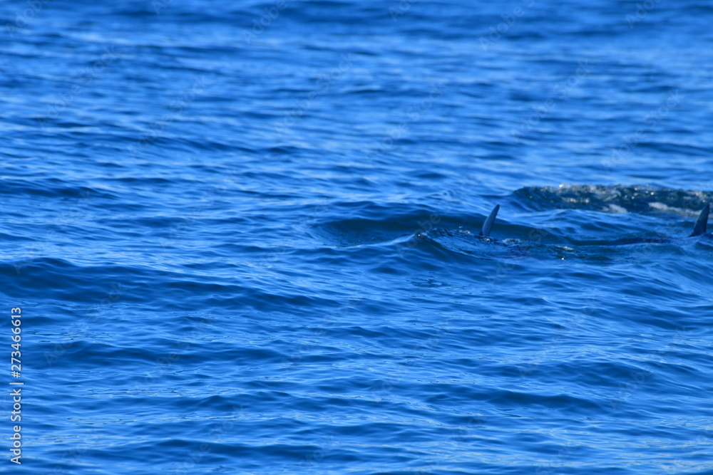 Fototapeta premium ドルフィンウォッチング
