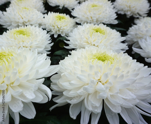 White Chrysanthemum flowers background