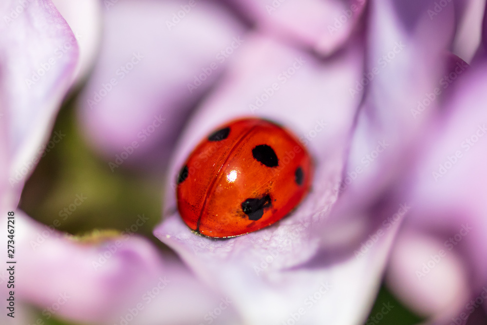 Fototapeta premium Ladybug on a lilac flower in the park