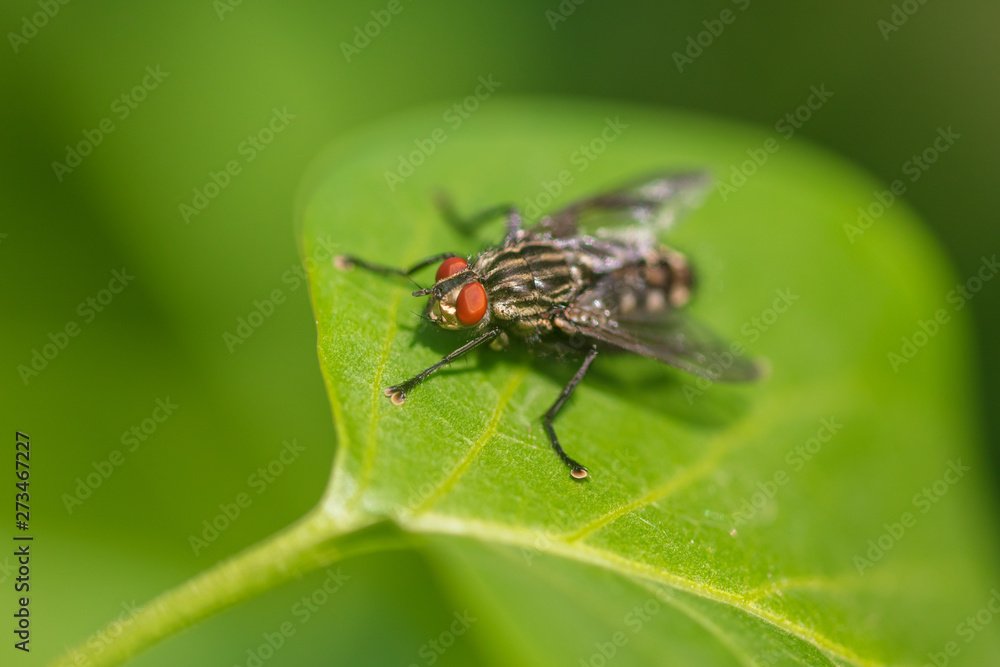 Portrait of a fly on a green leaf in the park Portrait of a fly on a green leaf in the park
