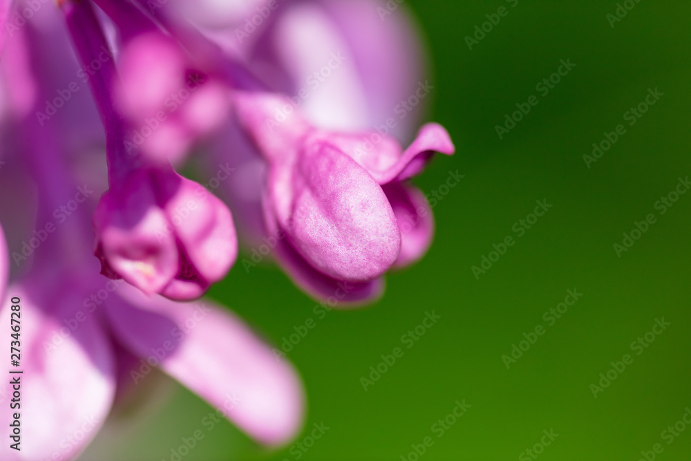 Lilac flowers on the branches of a tree in the park Lilac flowers on the branches of a tree in the park