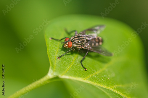 Portrait of a fly on a green leaf in the park