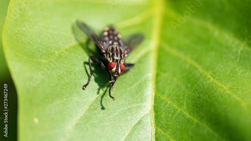 Portrait of a fly on a green leaf in the park