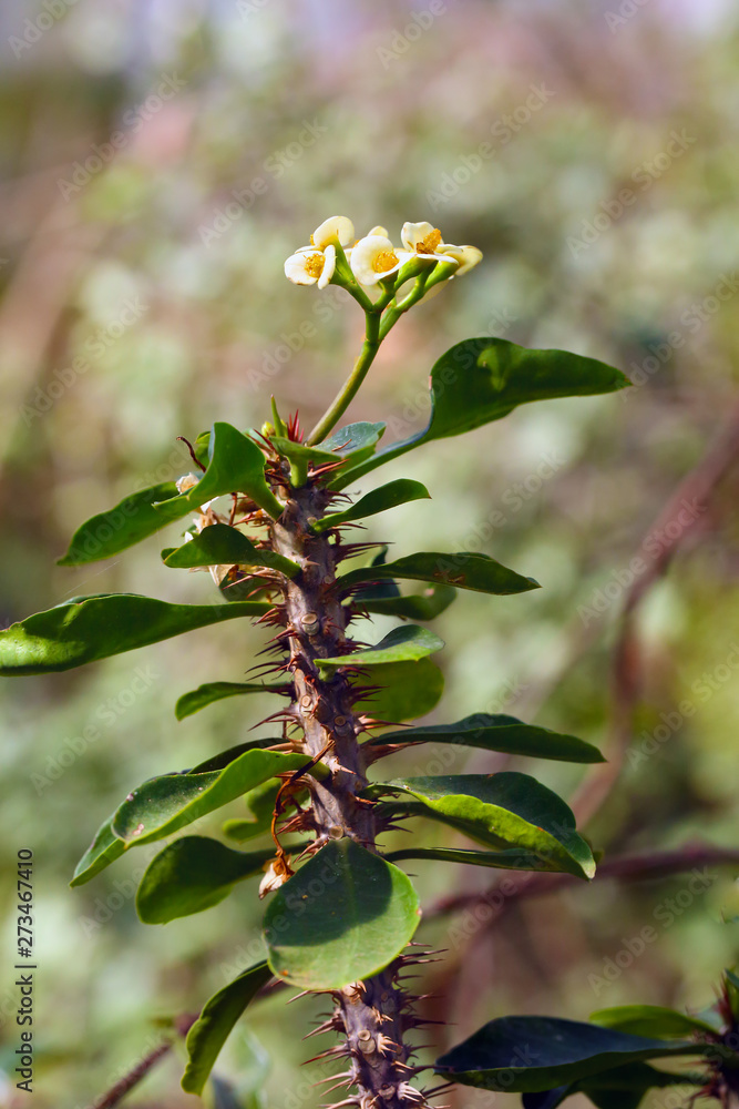 Obraz premium Spiny twig with flowers of Euphorbia on photo. An oblique image of a twig diagonally across the image.Euphorbia croizatii, species of plant in the Euphorbiaceae.