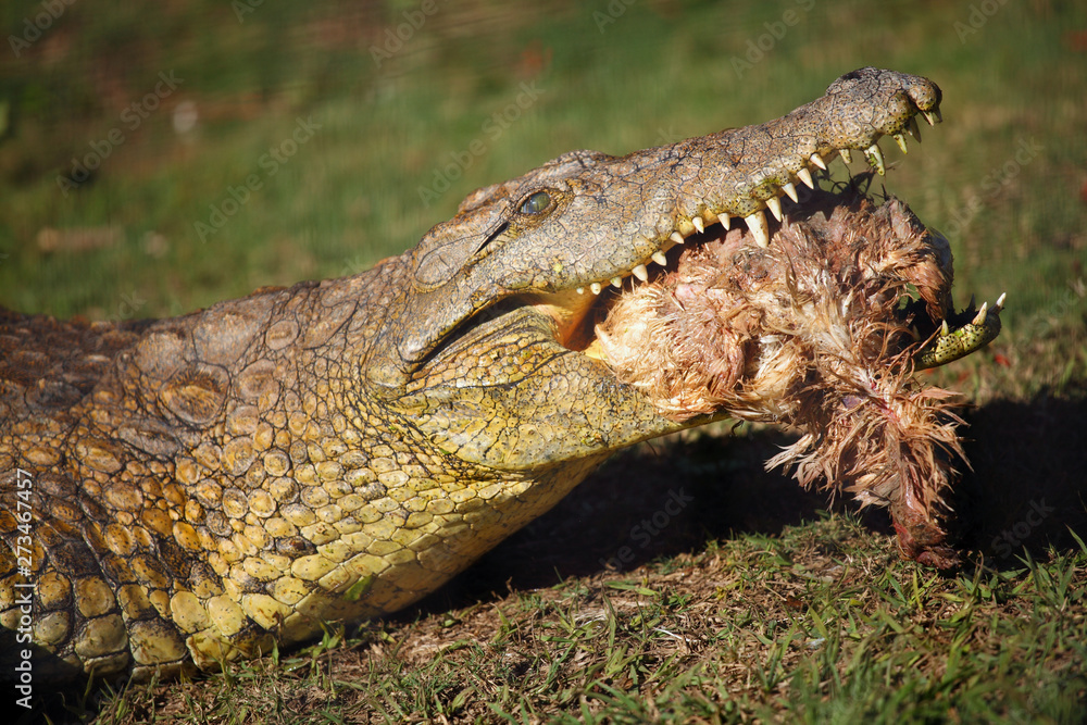 Obraz premium The Nile crocodile (Crocodylus niloticus), portrait of a great Nile crocodile in grass , with prey in jaws.