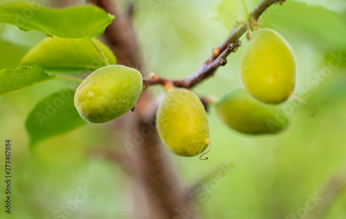 Small green apricot on a tree branch