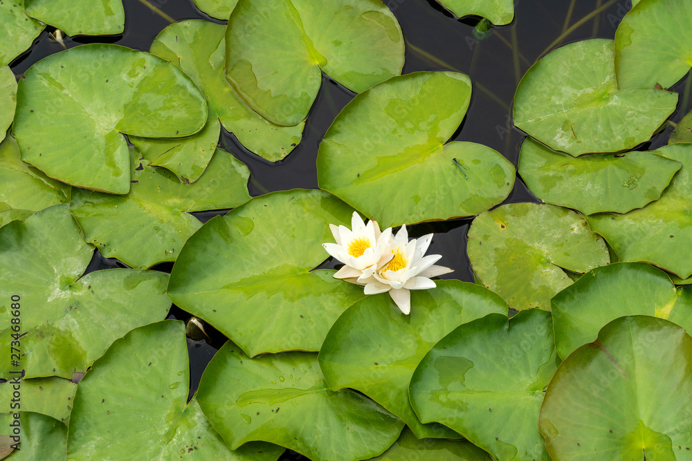 Wild pond with pair of water lilies Wild pond with pair of water lilies