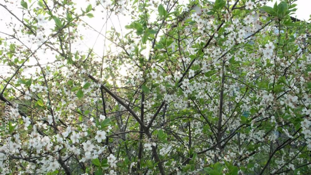 Beautiful cherry flowers at sunset in the evening. Blooming cherry tree in spring. Beautiful cherry flowers at sunset in the evening. Blooming cherry tree in spring.